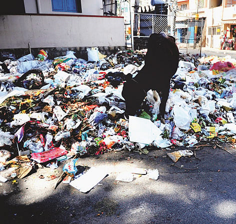 The keepers of city’s hygiene