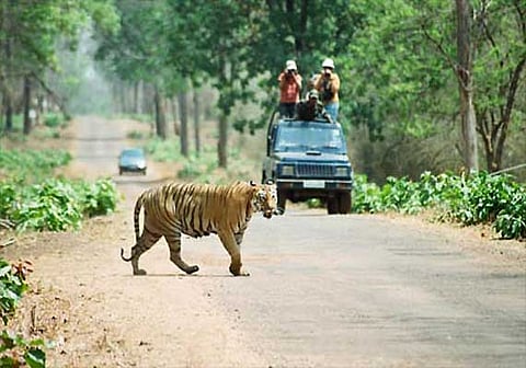 SC lifts ban on tourism in core tiger reserve areas