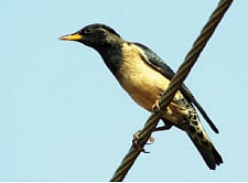 Winged visitors add colour to Punchakkari wetlands