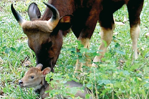 Zoo celebrates new arrival