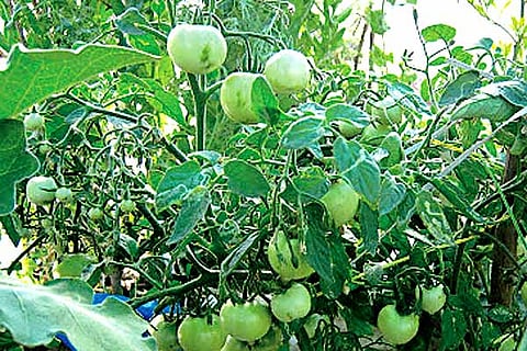 Terrace gardens like these are ideal sources of home-grown organic vegetables.