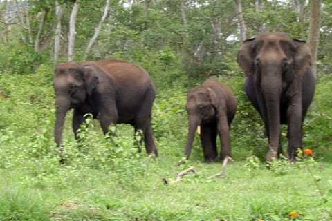 Don’t venture out at dawn, dusk in elephant zone: Forest Department