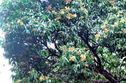 Early mango flowering worries farmers, scientists