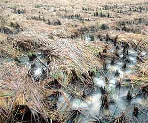 Cyclone eases but ‘depression’ sets in
