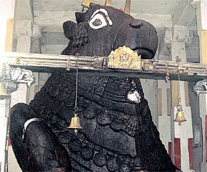 The bull who came to guard the crop