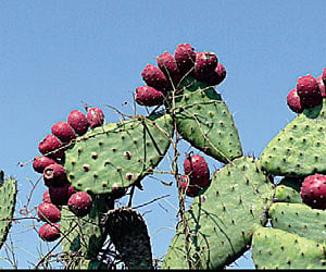 Crazy about cacti