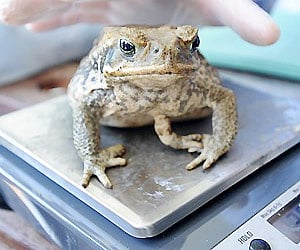 Thousands of poisonous cane toads met a poetic fate, as gleeful Australians gathered for a celebratory mass killing of the hated amphibians. AP