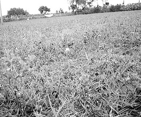 The dried up crops near Jennu Hosur village in Chamrajnagar taluk