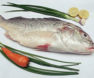 The power of fish