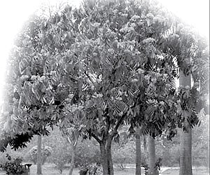 Saraca Indica.