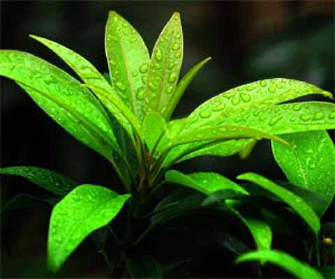 ‘Create awareness on medicinal plants’