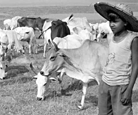 Oblivious of poll fever, a cowherd carries on with his daily grind in Balasore