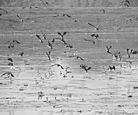 Temperature rise ‘affecting’ behaviour of migratory birds