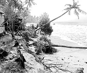 The coconut trees that were uprooted in sea erosion at Thumboli in Alappuzha on Wednesday.