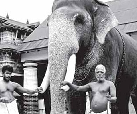 Devaswom Sivakumar, the tallest elephant caught from Kerala forests.