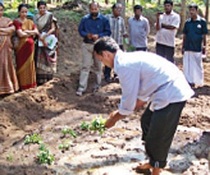 The cultivation of Japanese mint being undertaken in the Eruthenpathy integrated seed farm on Thursday | EXPRESS