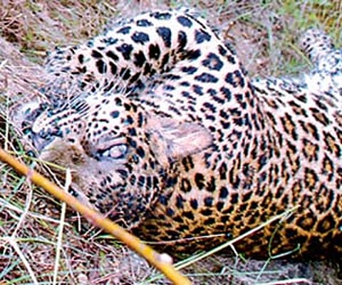 A leopardess found dead in a trap at Devarayanadurga Reserve Forest near Tumkur on Sunday | Express Photo