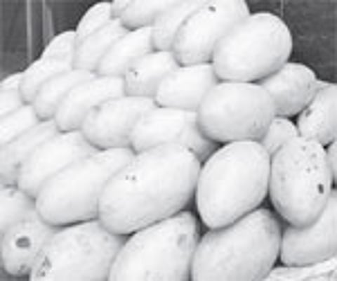 Need to increase mango production stressed