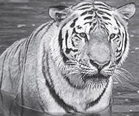 Census teams on tiger trail