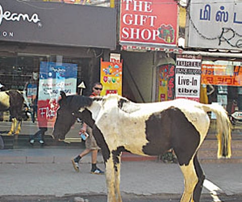 A horse roaming around on the Commercial Road in Ooty | Express