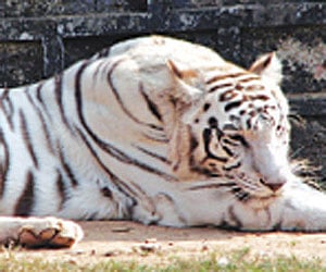 (Express News Photo / Shamim)