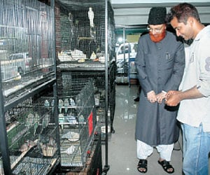 Just walk into “Fur n Feathers” in Hyderabad, where squeaks, shrieks and whistles of macaws, finches and whydahs are waiting for your visit.