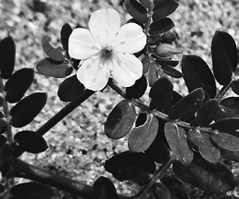 Healing power of tribulus terrestris
