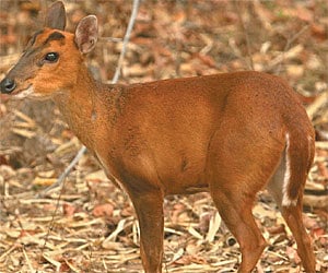 This deer barks