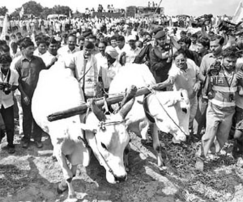 TDP president N Chandrababu Naidu ploughing fields at Mannangi Dibba village in Nellore district on Friday l Express Photo
