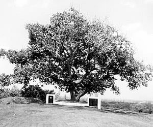Gandhi Tree located at Tigadolli village near Belgaum.