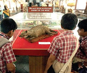 The full specimen of Malabar Civet.