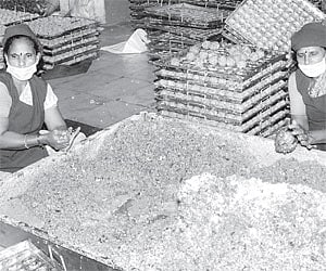 Workers busy in making laddus at the Kanaka Durga temple in Vijayawada on Monday. |Express Photo