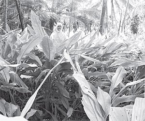 Fathima M and husband M Moossa Haji at her arrowroot farm
