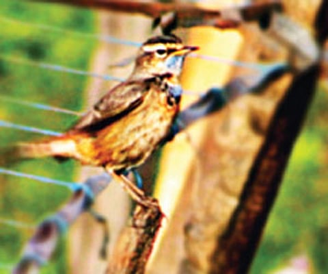 Rare bird sighted; but bad sign