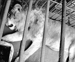 One of the Asiatic lions from Sakkarbaugh Zoo, Junagadh, Gujarat, which arrived at the Chamarajendra Zoological Gardens on Tuesday.