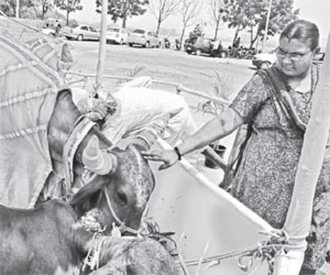 (Left) A cow with her calf at the Desi Cow Utsav at the People’s Plaza on Wednesday (above) A devotee pats a cow at the same venue | RVK Rao