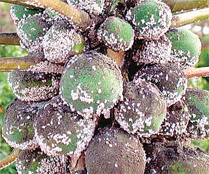 Papaya that is affected by mealy bugs