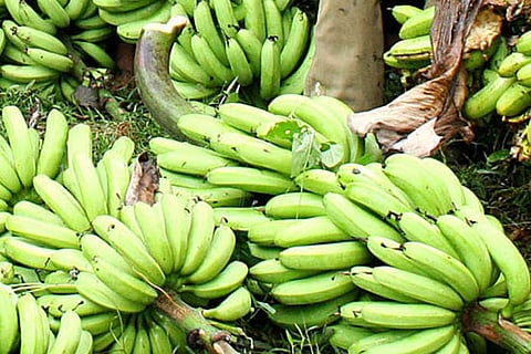 Bananas Could be a Weapon to Fight Aids and the Flu