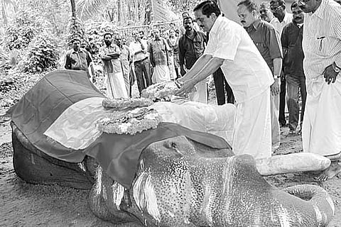 Elephant tortured by mahouts dies at Punnathurkotta