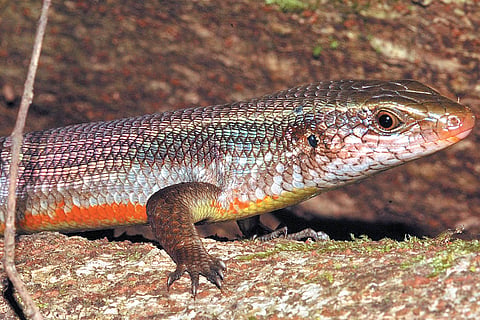 Not a snake, but close!