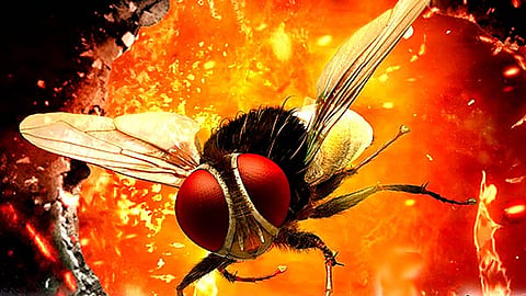 Producer of multilingual superhit 'Eega' issues copyright infringement notice to Malayalam movie 'Lovely'