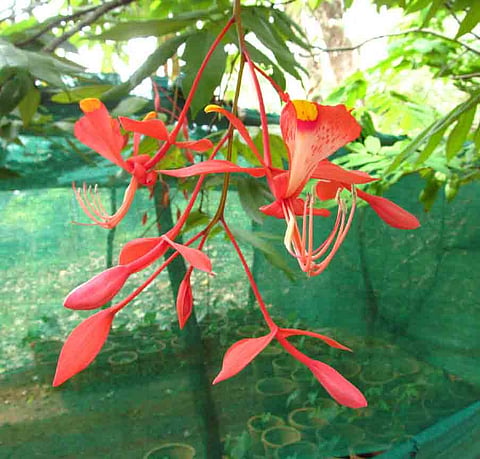 ‘Tree of heaven’ in blossom