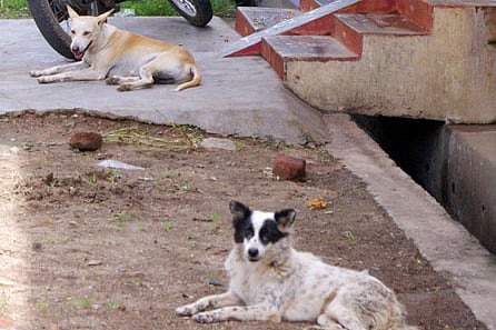 Stray dogs, snakes scare Poonthottam