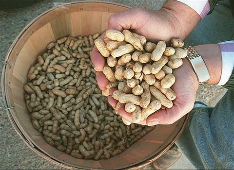Nut consumption linked to inflammatory biomarkers