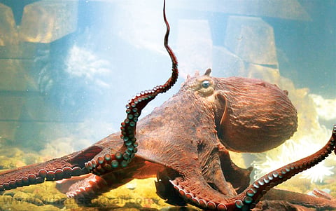 The intelligent invertebrate