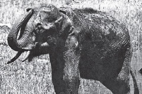 Of Myths and Legends: The ‘Kallana’ Story