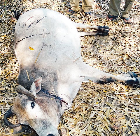 Tiger on prowl draws first Blood