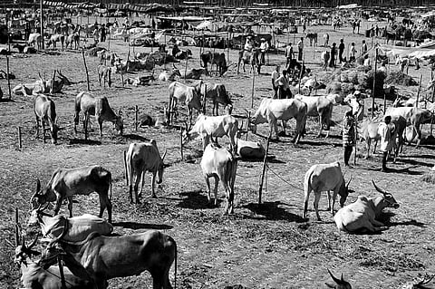 Cattle fair a huge hit in Tumkur