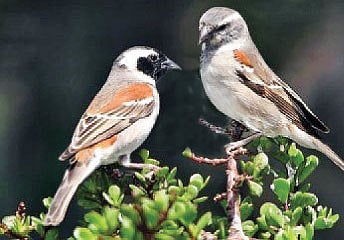 For a chirpy city