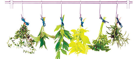Herbs at home